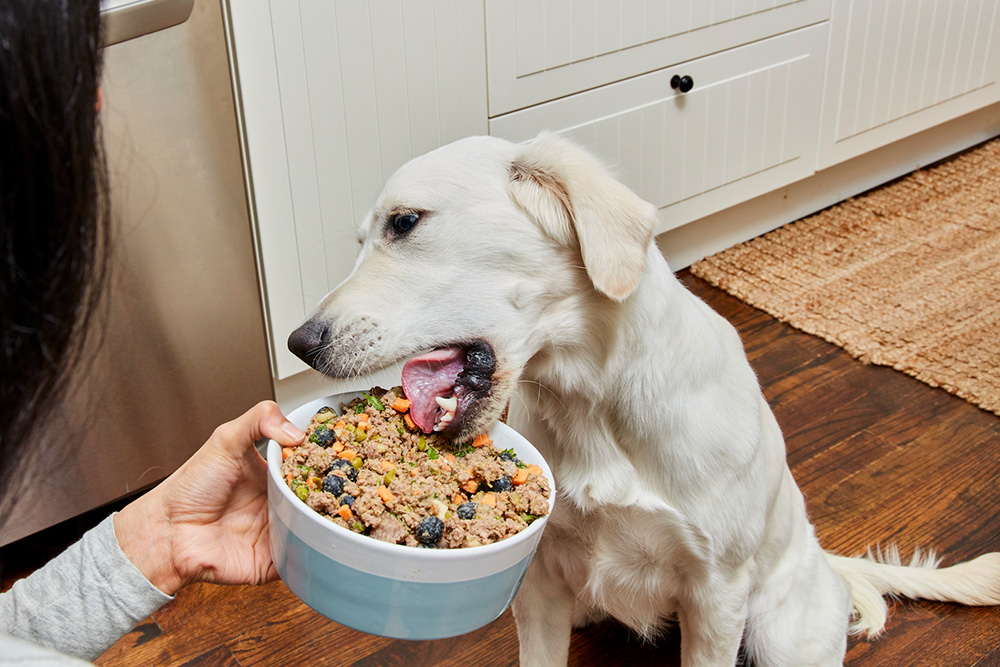 quantité-nourriture-chien-par-jour