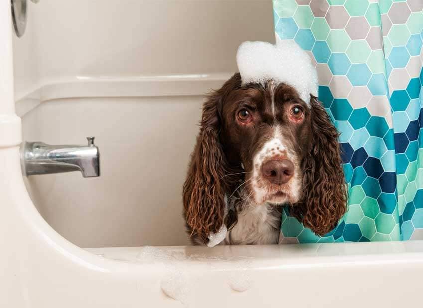 quel-shampoing-pour-chien