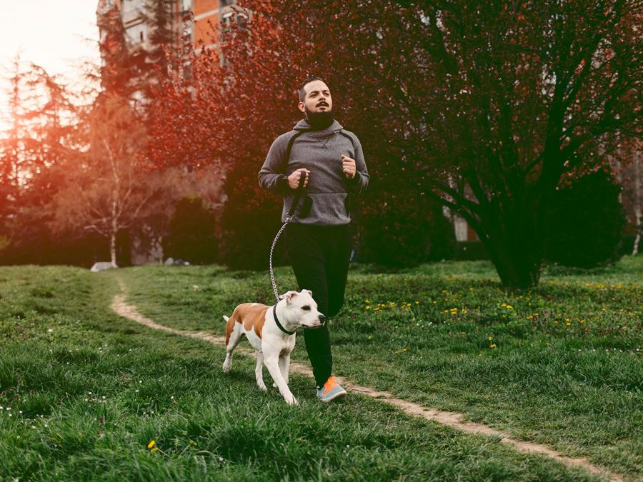 race-de-chien-pour-courir