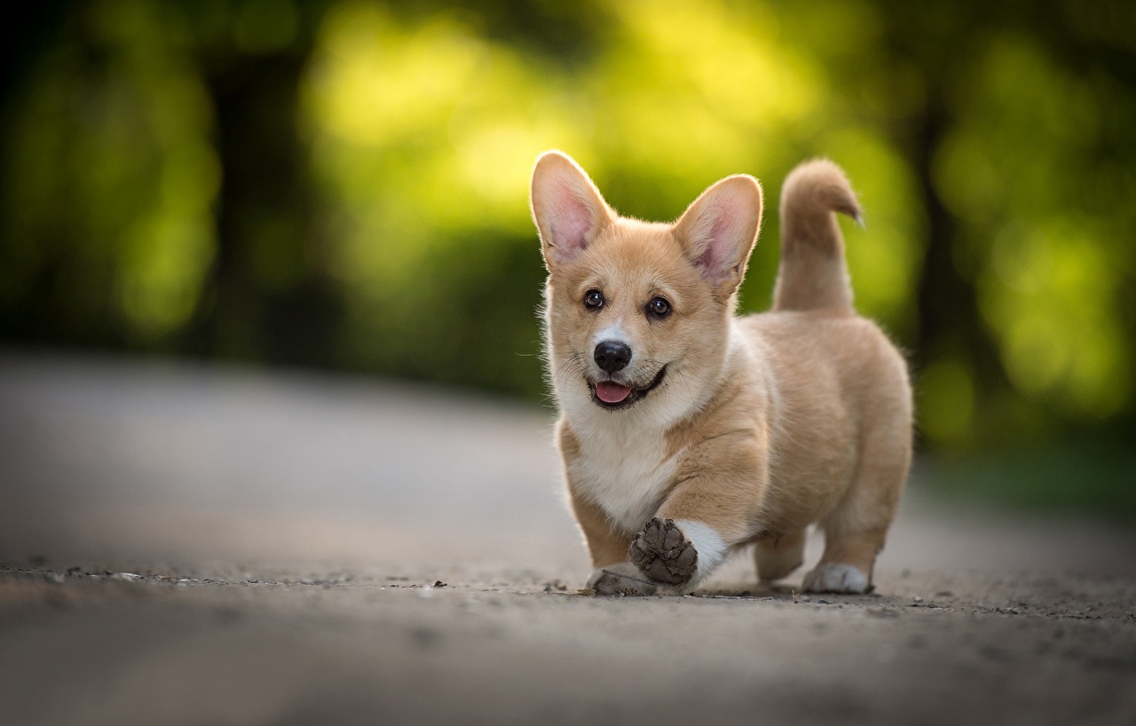 remèdes-à-base-de-plantes-pour-chiens