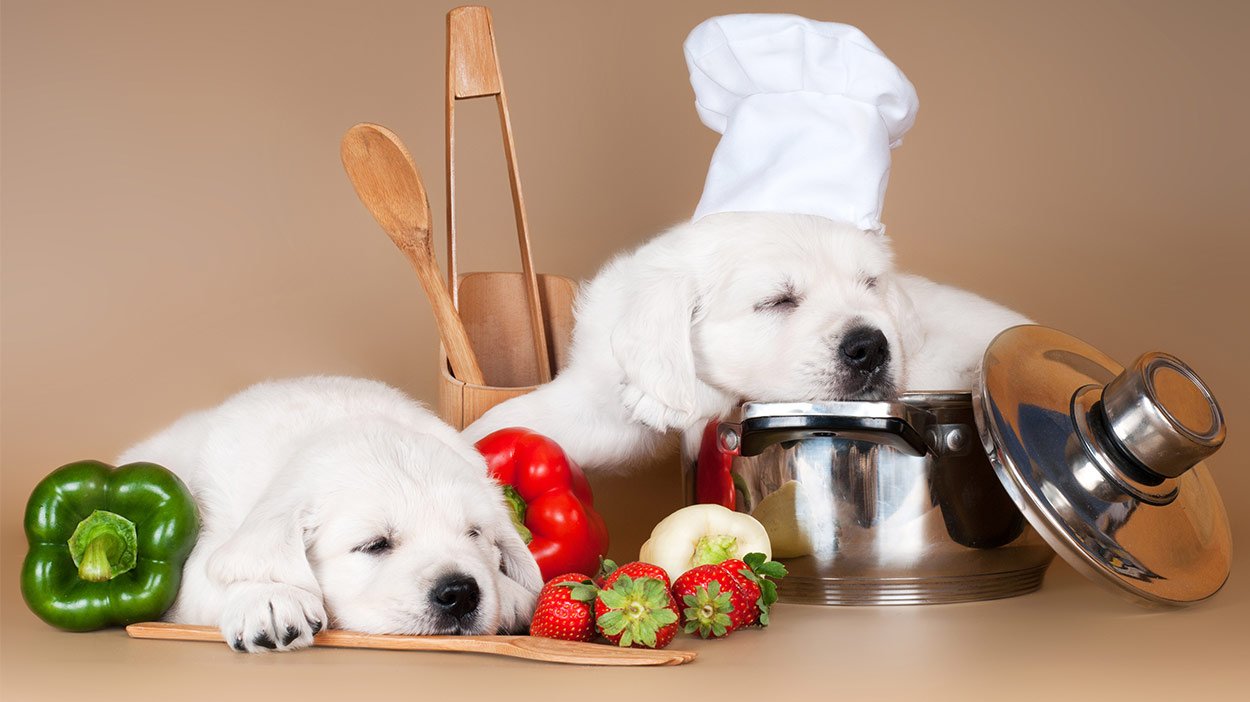 repas-pour-chien