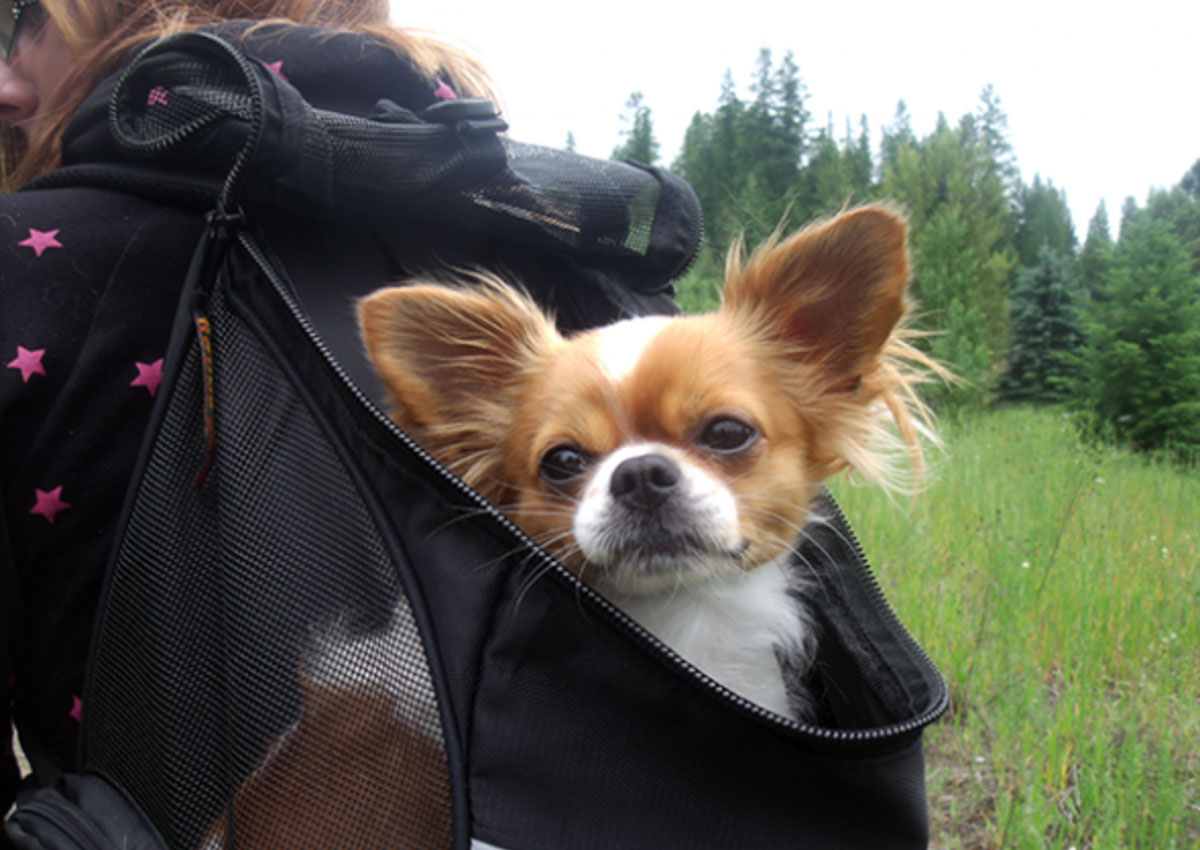 sac-à-dos-pour-chien