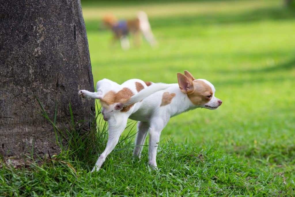 sang-dans-les-urines-chien