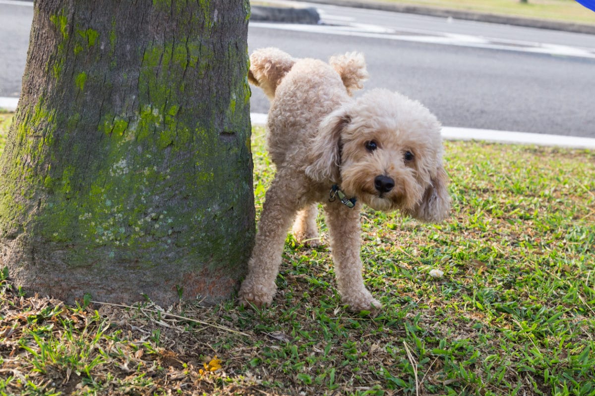 sang-urine-chien