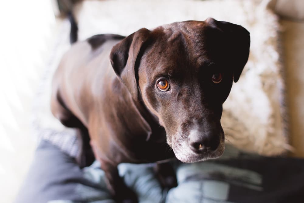 selle-blanche-chien