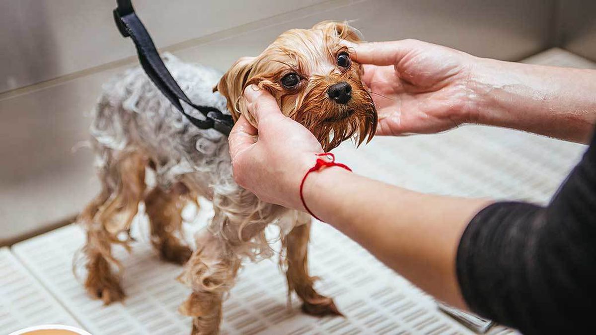 shampoing-pour-chien