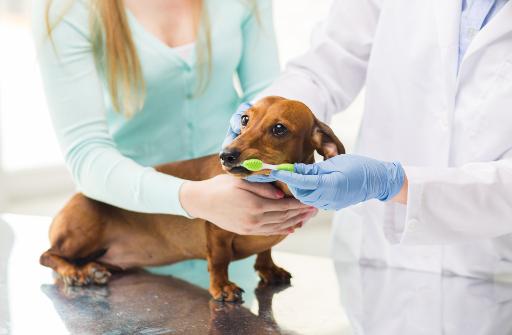 soin-des-dents-chien