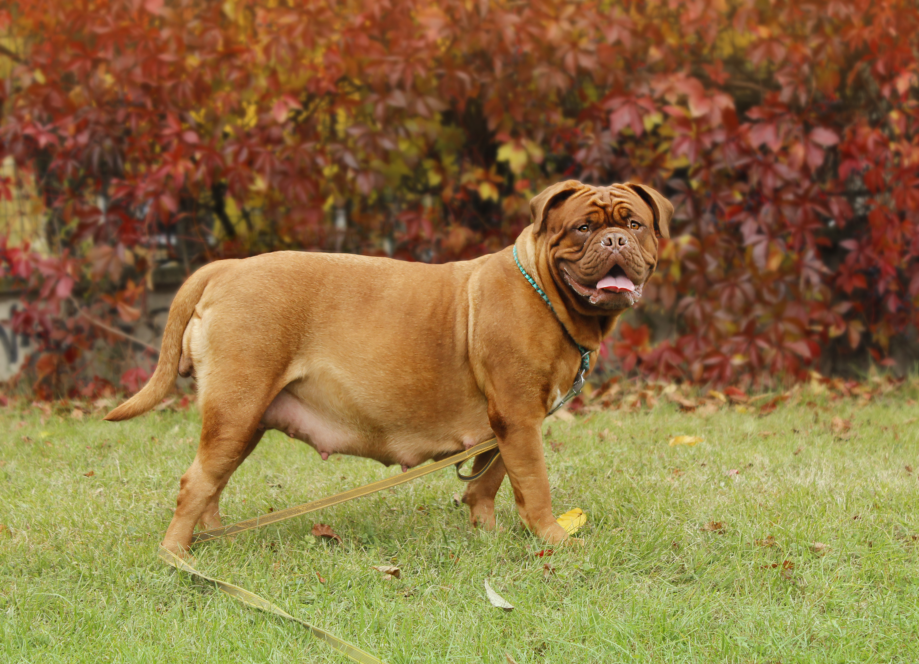 temps-de-gestation-chien