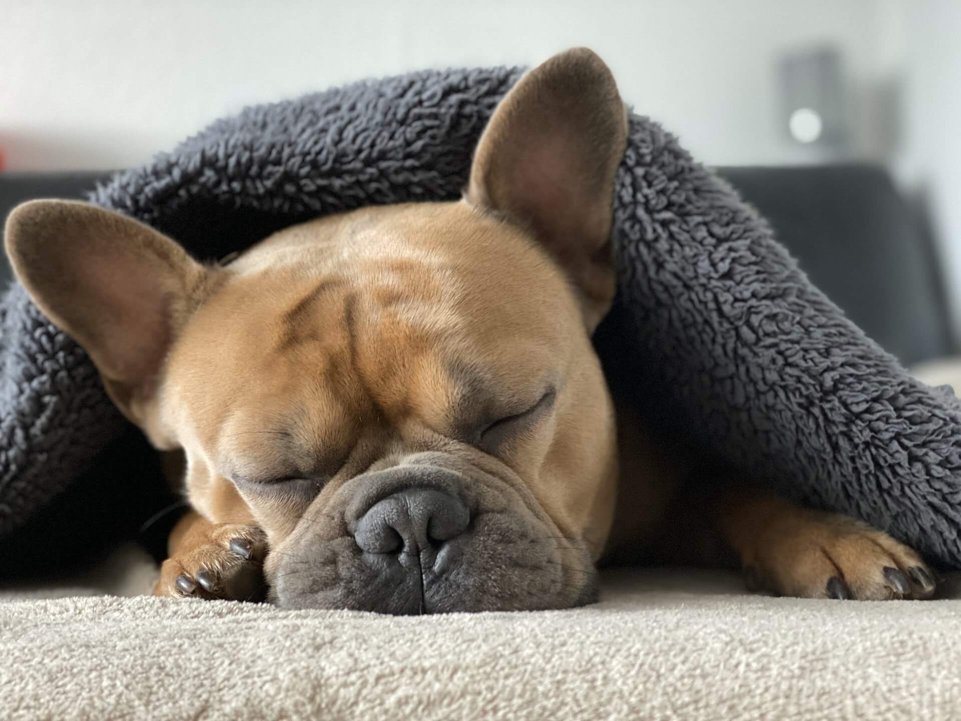 temps-de-sommeil-chien