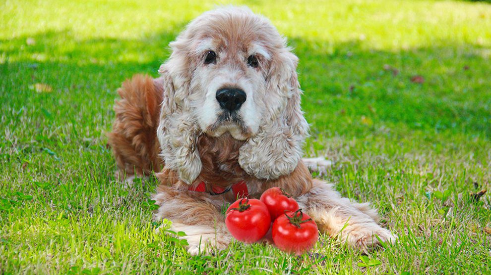 tomate-chien