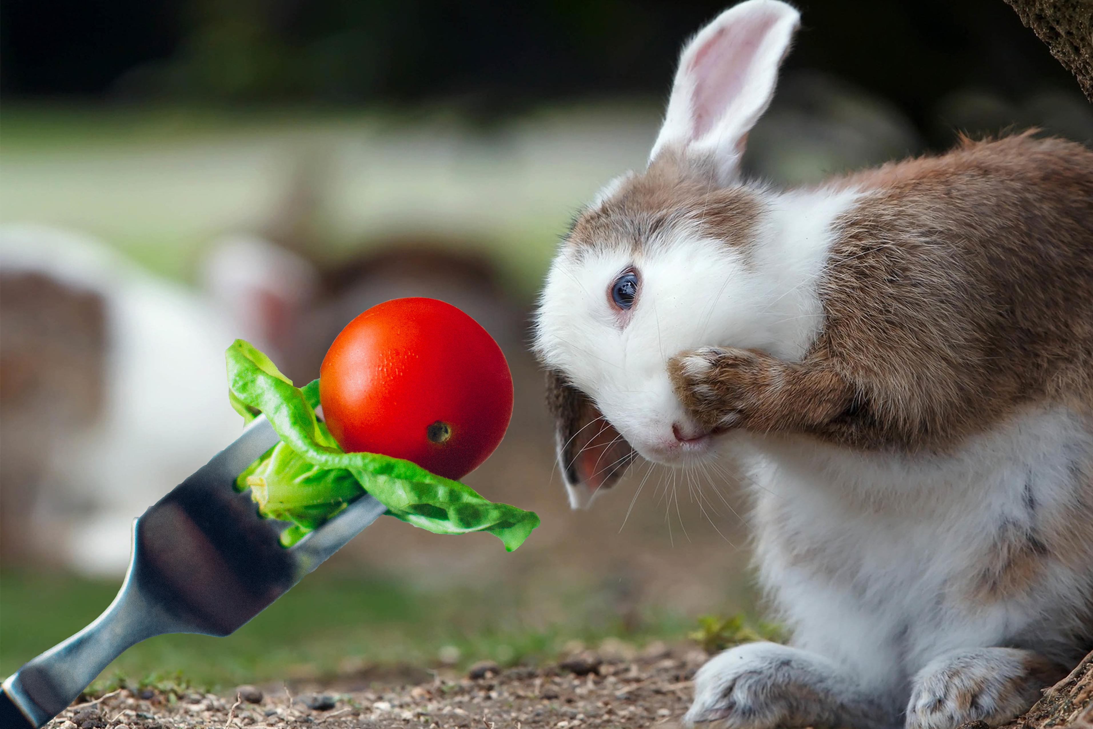 tomate-lapin