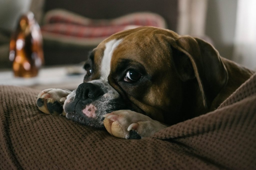 tumeur-cerveau-chien