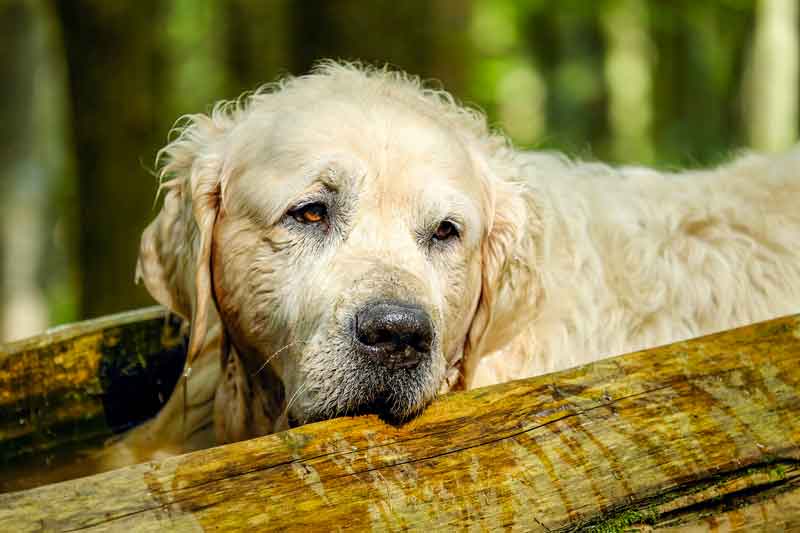 tumeur-de-la-rate-chien