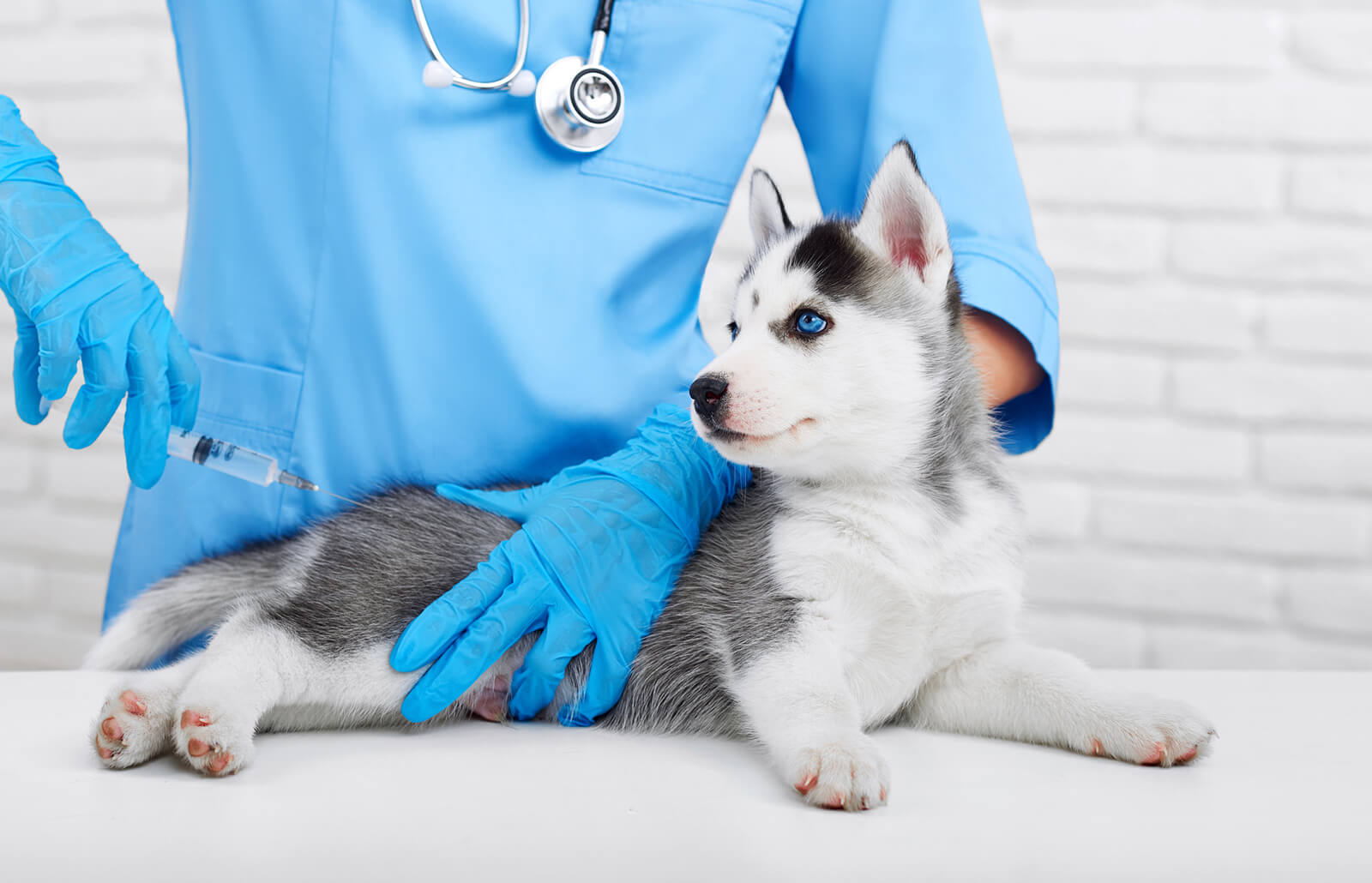 vaccin-pour-chien