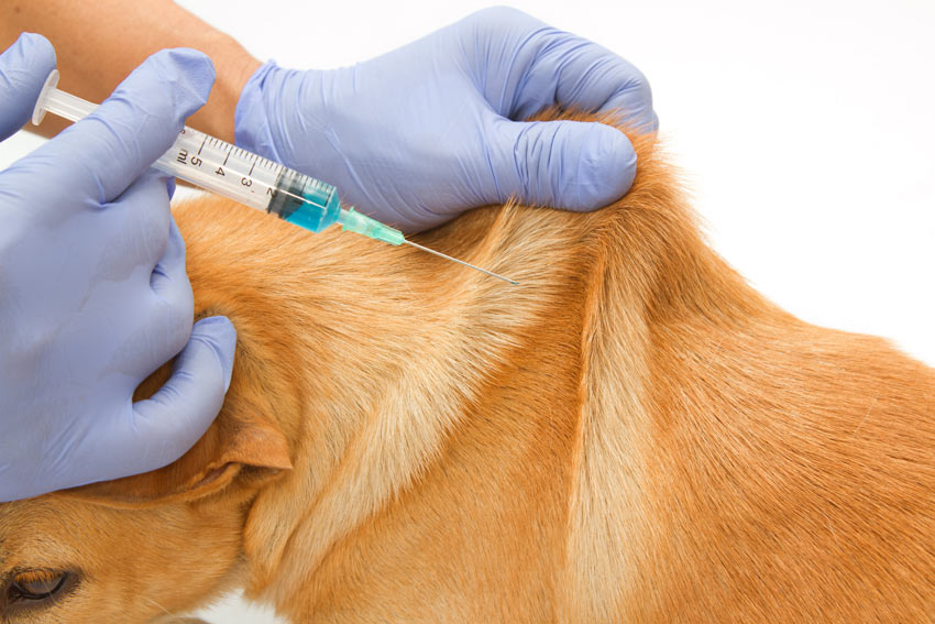 vaccination-des-chiens
