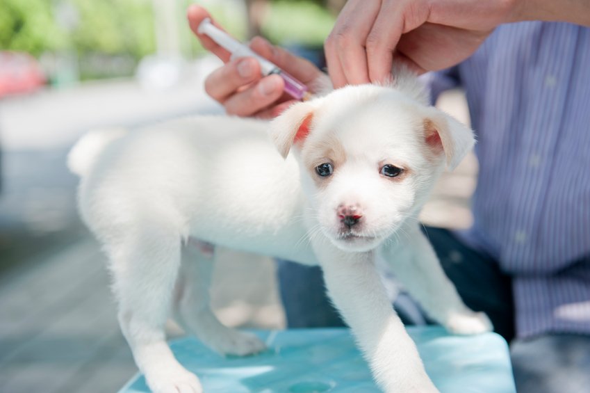 vaccination-pour-chiot