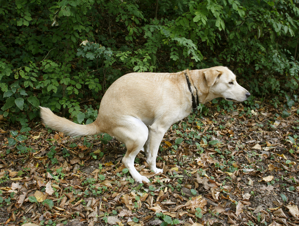 vers-dans-les-selles-chien