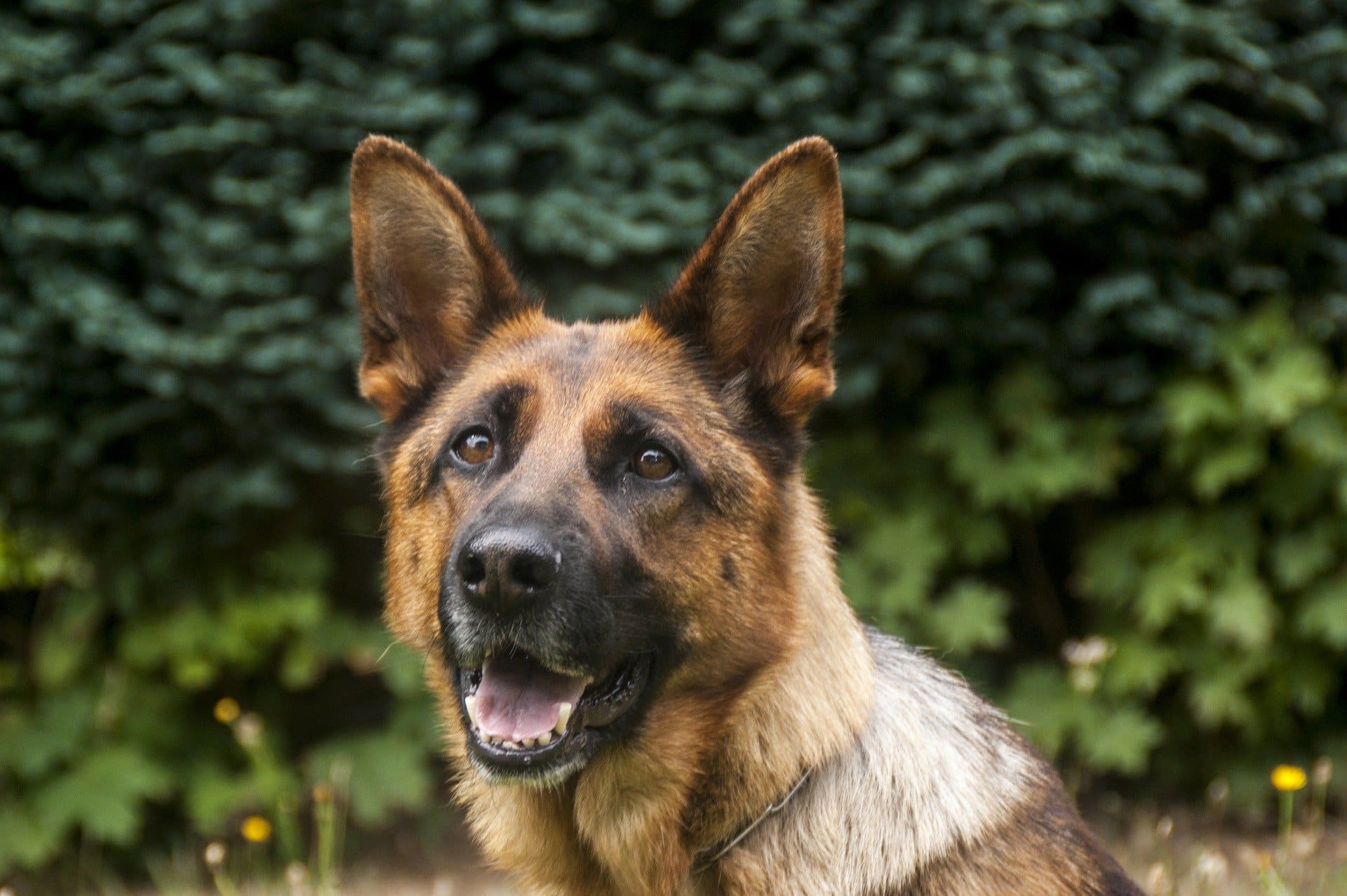 vers-selle-chien