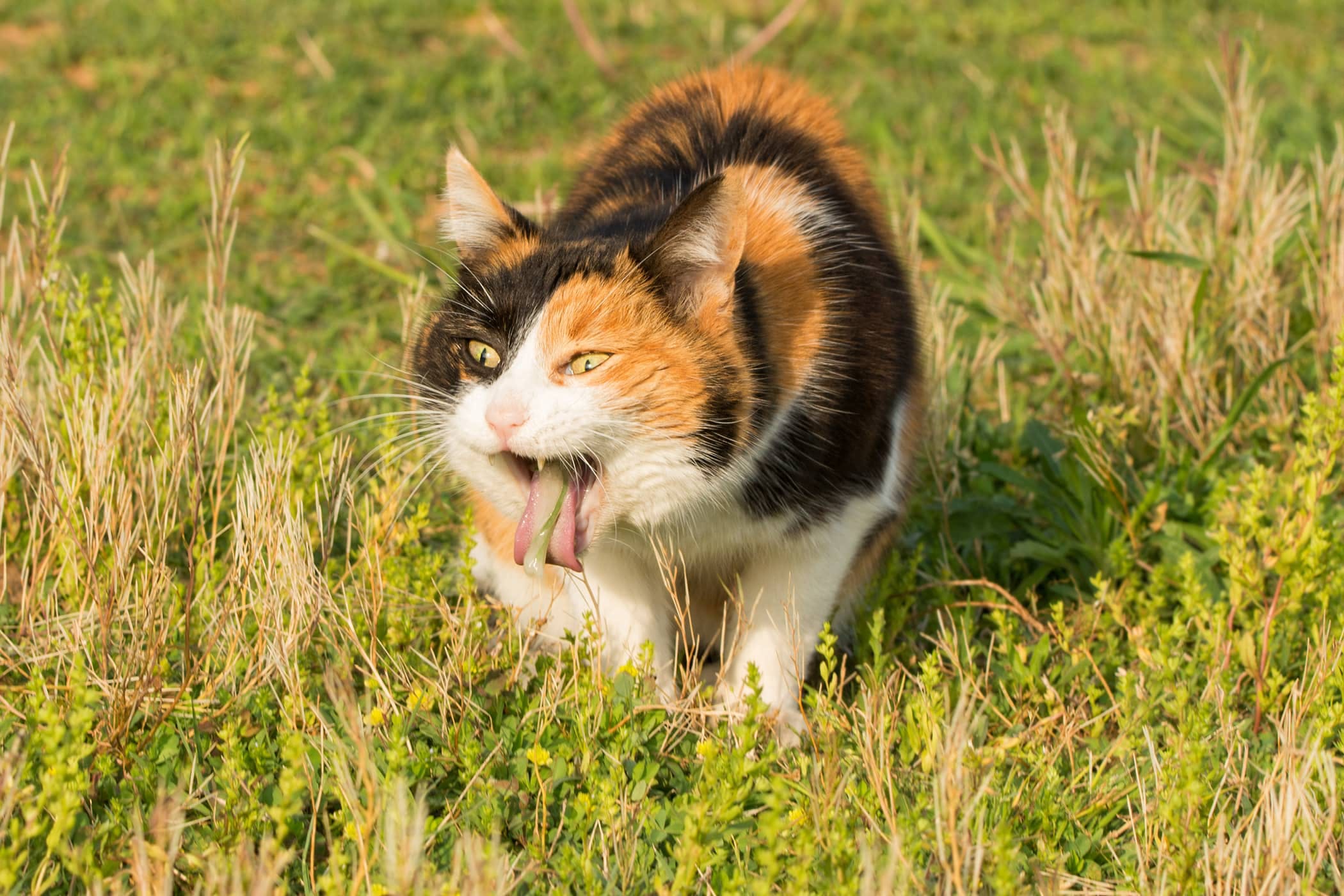 vomissement-chat