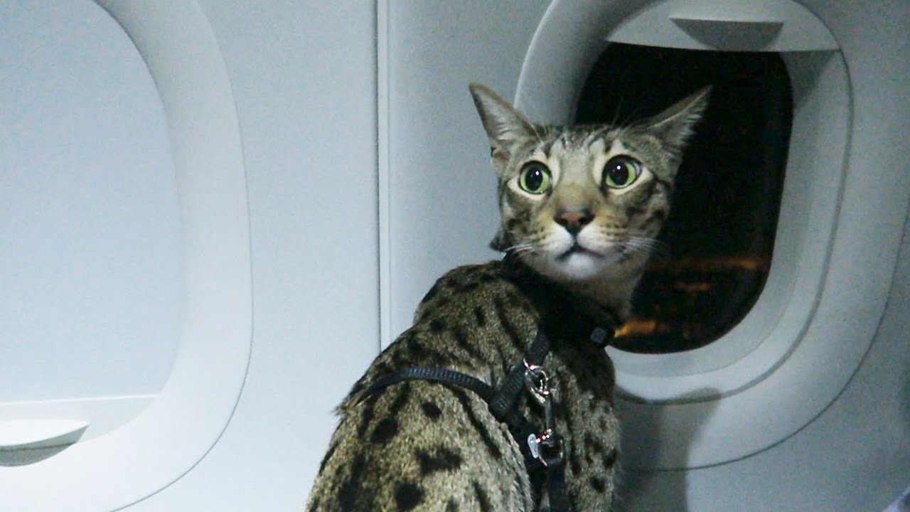 voyager-en-avion-avec-un-chat